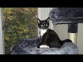 Cute Tuxie Kitten When She First Got Adopted