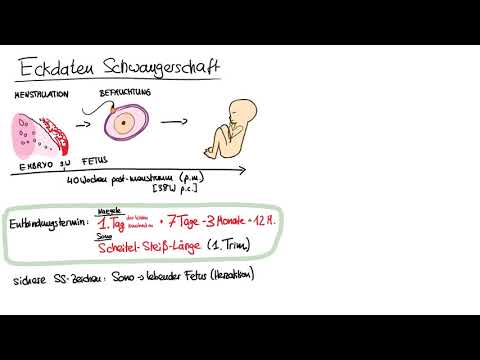 Schwangerschaftsdauer, Entbindungstermin berechnen mit Naegele Regel