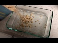 Black Cumin Seed Organic Overnight Oats