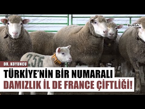 , title : 'Türkiye'nin 1 Numaralı Damızlık İl De France Koyun Çiftliği | Dr. Koyuncu Arşiv'
