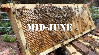 Mid-June | #colesfarmnc #jacksonvillenc #beekeeping