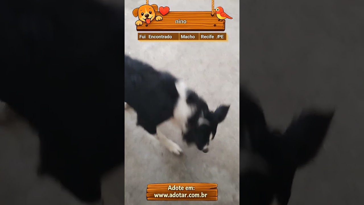 Cachorro raça SRD-ViraLata idade 2 a 6 meses nome nino