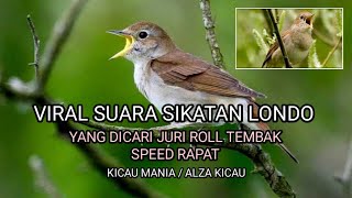 Download lagu Sikatan londo Spedd Rapat Roll tembak, Dicari juri kicau mania. mp3 Download lagu Sikatan londo Spedd Rapat Roll tembak, Dicari juri kicau mania. mp3