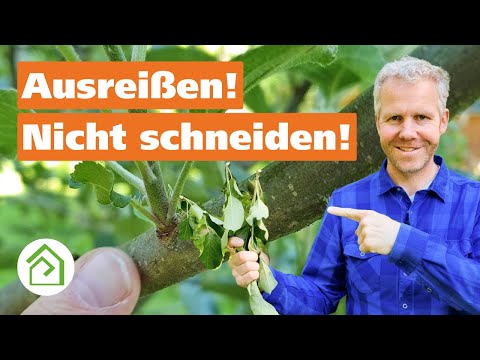 Wassertriebe entfernen: Juniriss an Obstbäumen|Obstbaumpflege