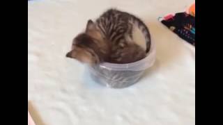 Kittens in a bowl