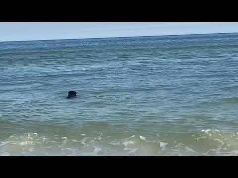 Sheba mommy and the beach