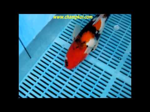 Longfin Showa (12-D-964) - Suda