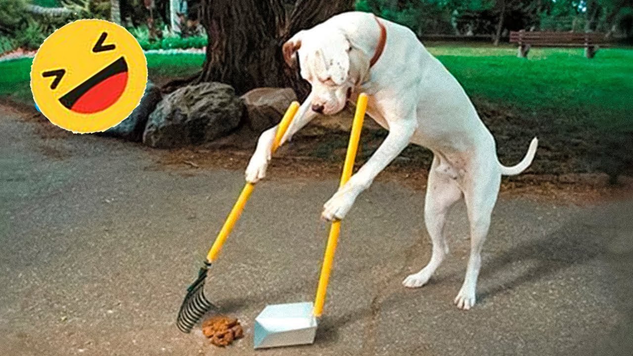 Have you ever seen a dog clean up its own “mess”? 😂 Funniest Videos Animals Part 2