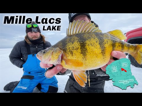 JUMBO PERCH MAGIC Mille Lacs Lake HOT BITE Unleashed! (Catch N' Cook)