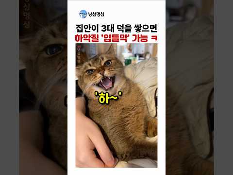 집사 집안이 3대 덕을 쌓으면 가능한 입틀막 냥이