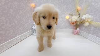 ゴールデンレトリバーの動画01