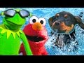Kermit The Frog Elmo And Puppy Go Swimming