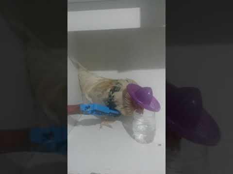 Delegalo embriagado!