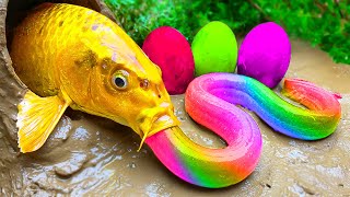 Download lagu Memancing Ikan Koi Warna-warni, Ular kuning, Kura-kura kecil, Telur Ikan Pelangi mp3 Download lagu Memancing Ikan Koi Warna-warni, Ular kuning, Kura-kura kecil, Telur Ikan Pelangi mp3