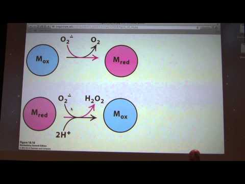 32.  Kevin Ahern's Biochemistry - ETS and Oxidative Phosphorylation