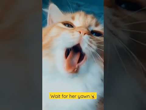 caracal cat | em bé cườilagu | anvitha vlogs | kuşu tiktoksonicпichiانس واصاله박명수 야마모토