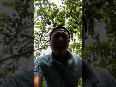 mau bantuin takut di gigit gohgor 😭