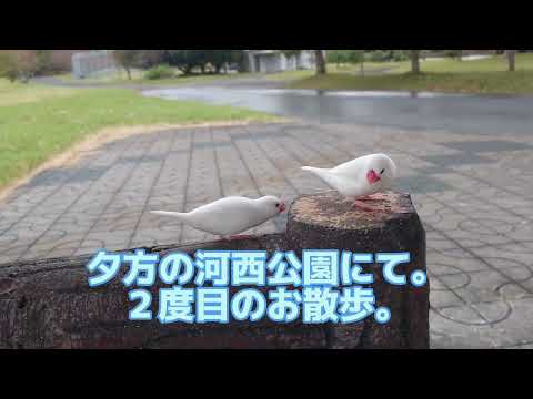 2023/11/12㈰Duas caminhadas