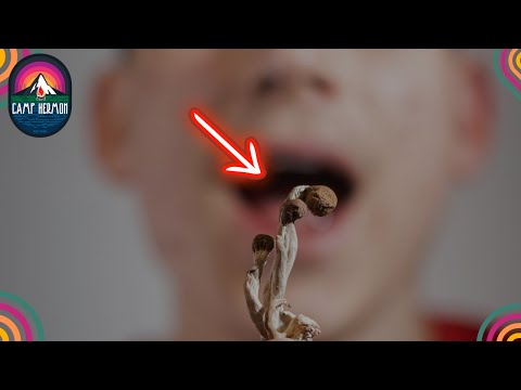 False Claims About Psychedelic Roots in The Church | Camp Hermon #75