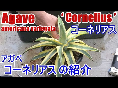 園芸 斑入りアメリカンアガベ