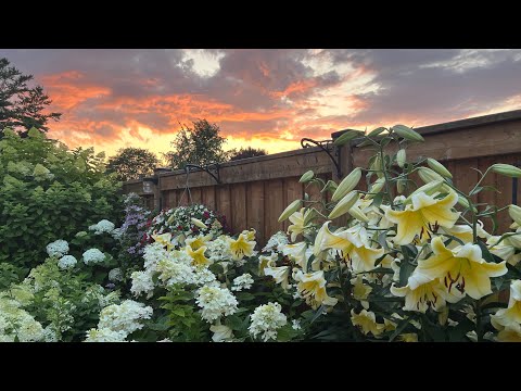 Mid-Late July Garden Tour with Plant Name & Music - July 2023