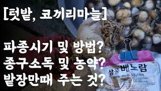 코끼리마늘 파종시기 및 방법? 종구소독 및 농약은? 밭장만때 주는 비료, 농약은?