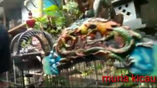 Download lagu Koleksi trucukan mewah 'angsa Kudus' mp3 Download lagu Koleksi trucukan mewah 'angsa Kudus' mp3