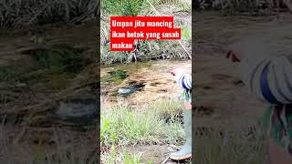 Download lagu Ini umpan mancing ikan betok susah makan@heriktmmania9690 #mancing#ikan#betok# mp3