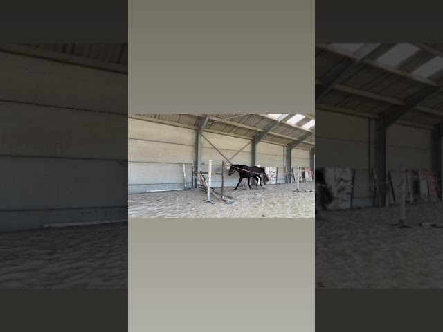 Cheval d&rsquo;exception 