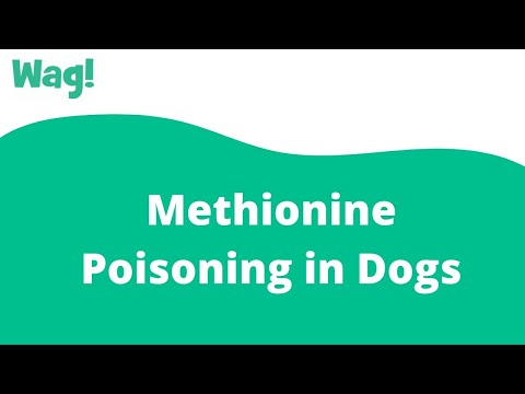 Methionine Poisoning in Dogs | Wag!