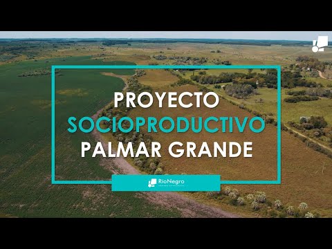Proyecto Socio-productivo Palmar Grande - Cosecha Butiá.