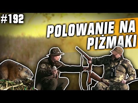DarzBór odc 192 - Polowanie na piżmaki