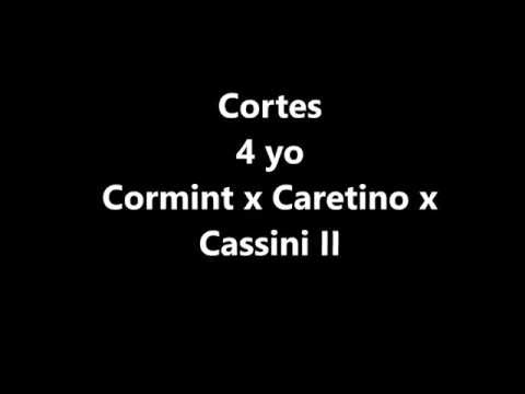 Cortes 4 yo Cormint x Caretino x Cassini II