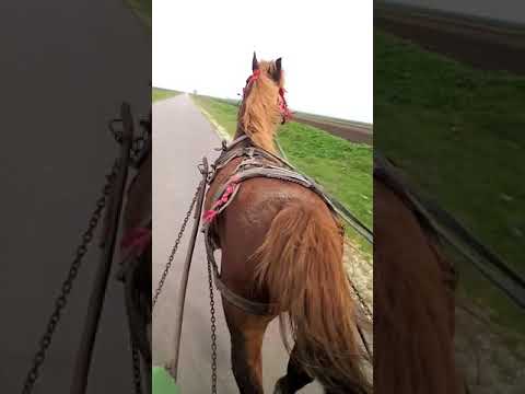 Calul lui Nelu ale Jdiru