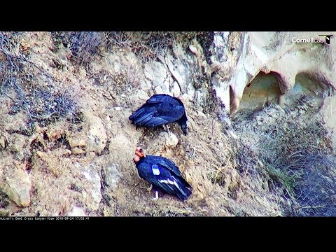 Hutton's Bowl~Condor Dad brings food~ 17:00 2018/09/24