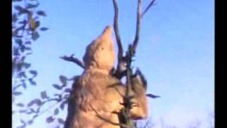 Archie Bronson Outfit - Hunt You Down (Coconut Version)