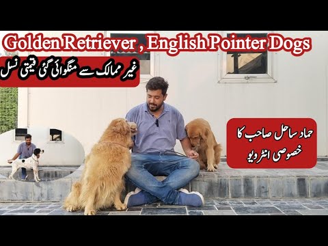 Junior world champion English Pointer at TM Farm#pointer #gundog #FCI #englishpointer #dogs #champio