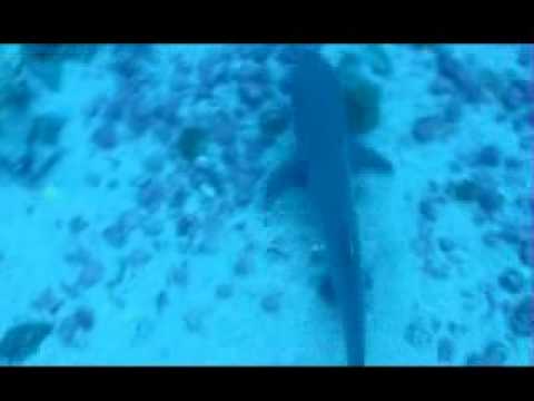 download lagu mp3 mp4 Kenya Tanzania Lodge Safaris, download lagu Kenya Tanzania Lodge Safaris gratis, unduh video klip Kenya Tanzania Lodge Safaris