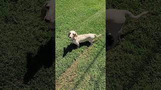 Video preview image #1 Dachshund Puppy For Sale in Shelbyville, TN, USA