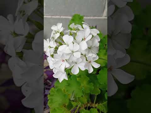 Las plantas de Salsipuedes.