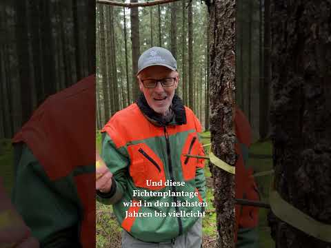 Wohllebens Waldakademie: Ökoforstwirtschaft als Zukunftspfad