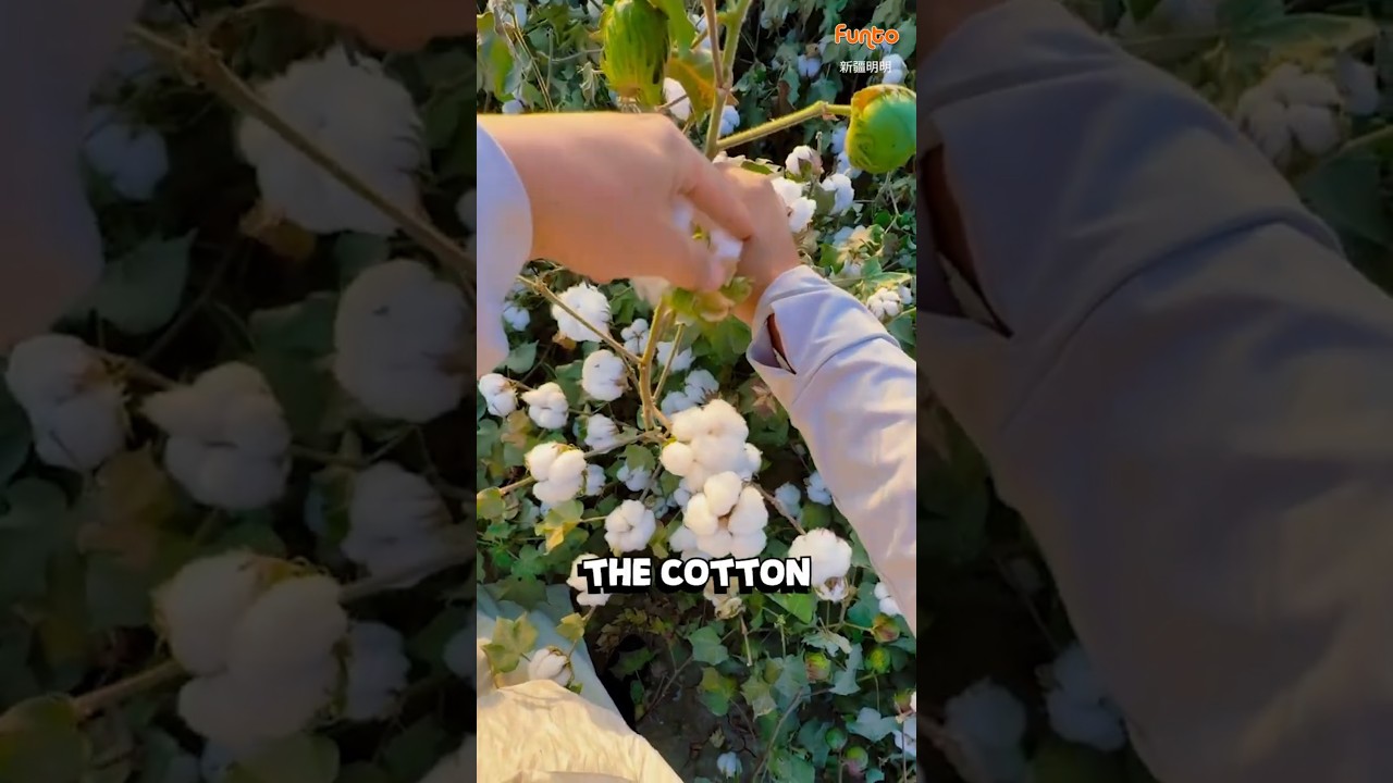 How Cotton Is Made | From Plant to Fabric