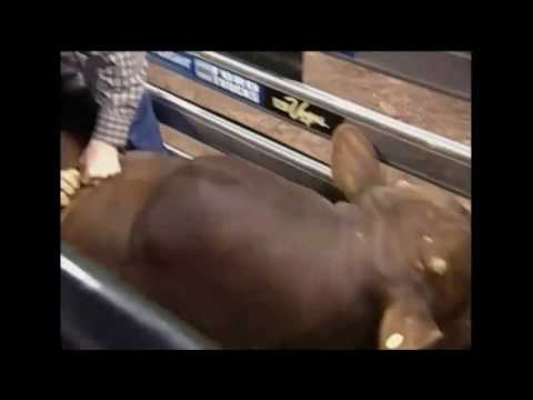 Chad Lucas - 03 PBR Colorado Springs (90.5 pts)