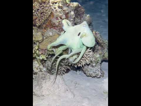 Nocturnal Octopus Displays Incognito Skills