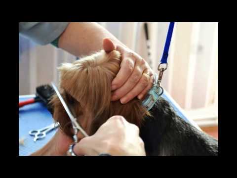 Curs De Cosmetica Canina Iasi