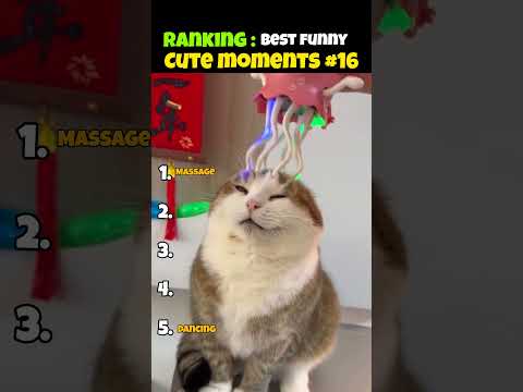 Top 5 Cutest Cat moments 😻🐾 •| Part  - 16 | wait for #3 😻 #cat #funnycats #shorts
