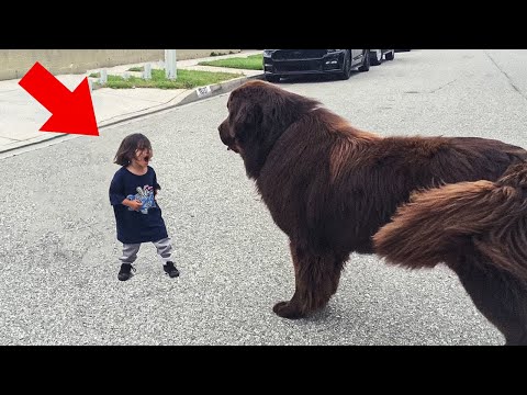 Boy Shouts at Dog – You See the Dog's Next Move!