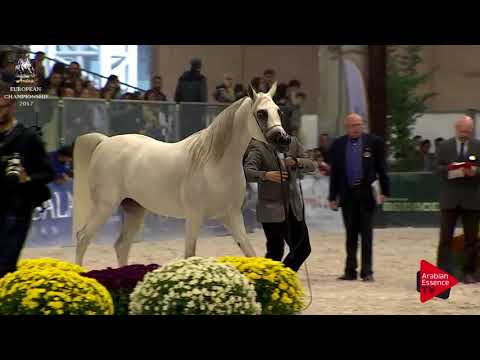 N.177 DA MAGIC MOMENT - Verona 2017 - 4-6 Years Old Mares (Class 7)