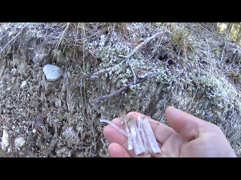 Metsolan Metsäkoulu 181 - Rouste eli pintarouta