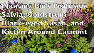 Pink Profusion Salvia | Goldstrum Black-Eyed Susan | Kitten Around Catmint | EverCrest